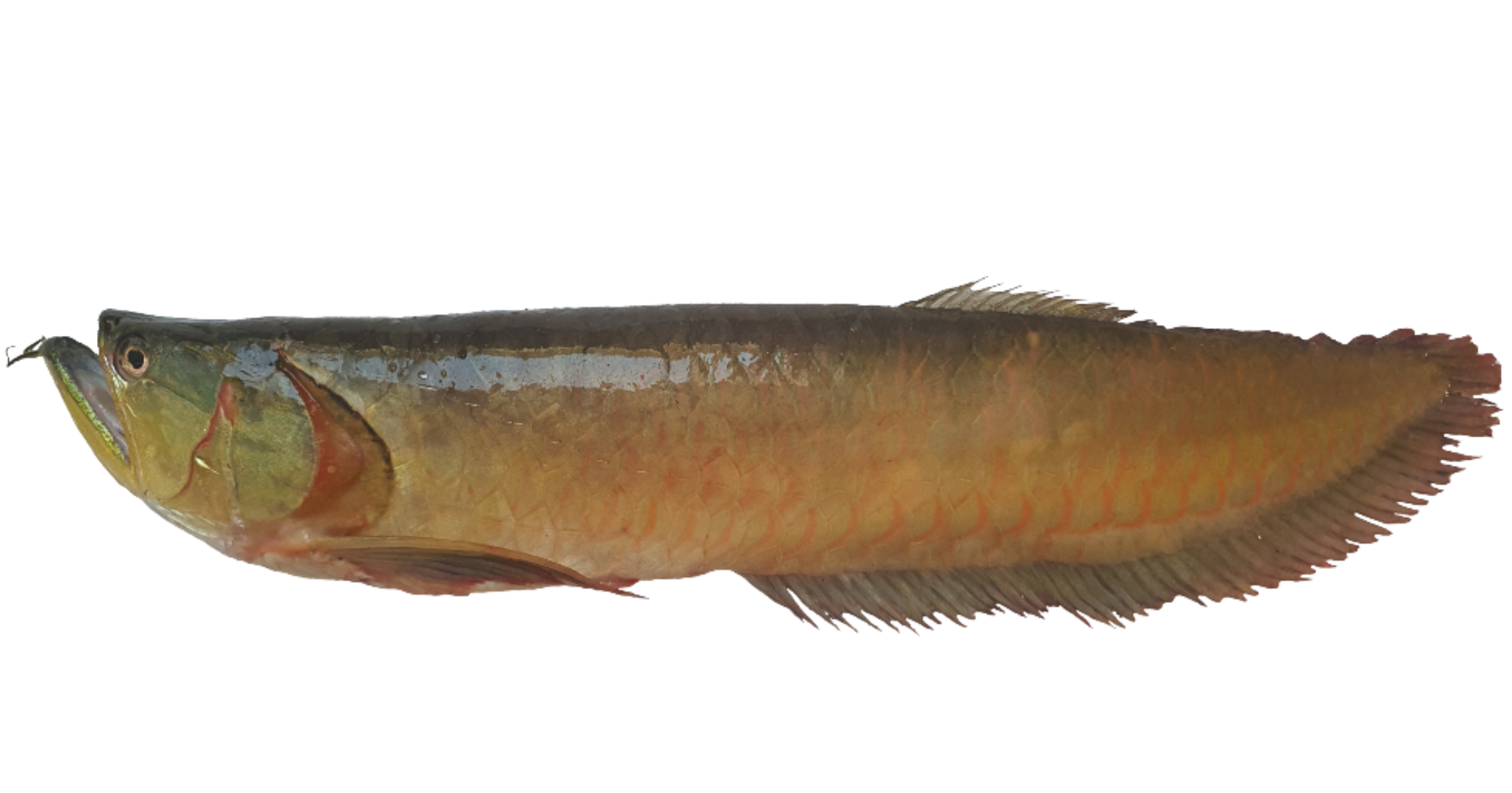 Aruanã