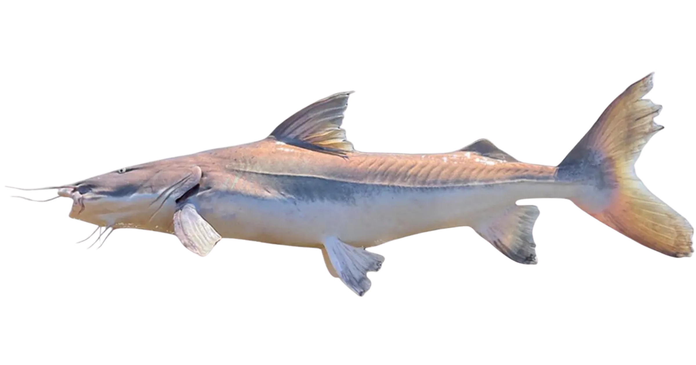 Piraíba