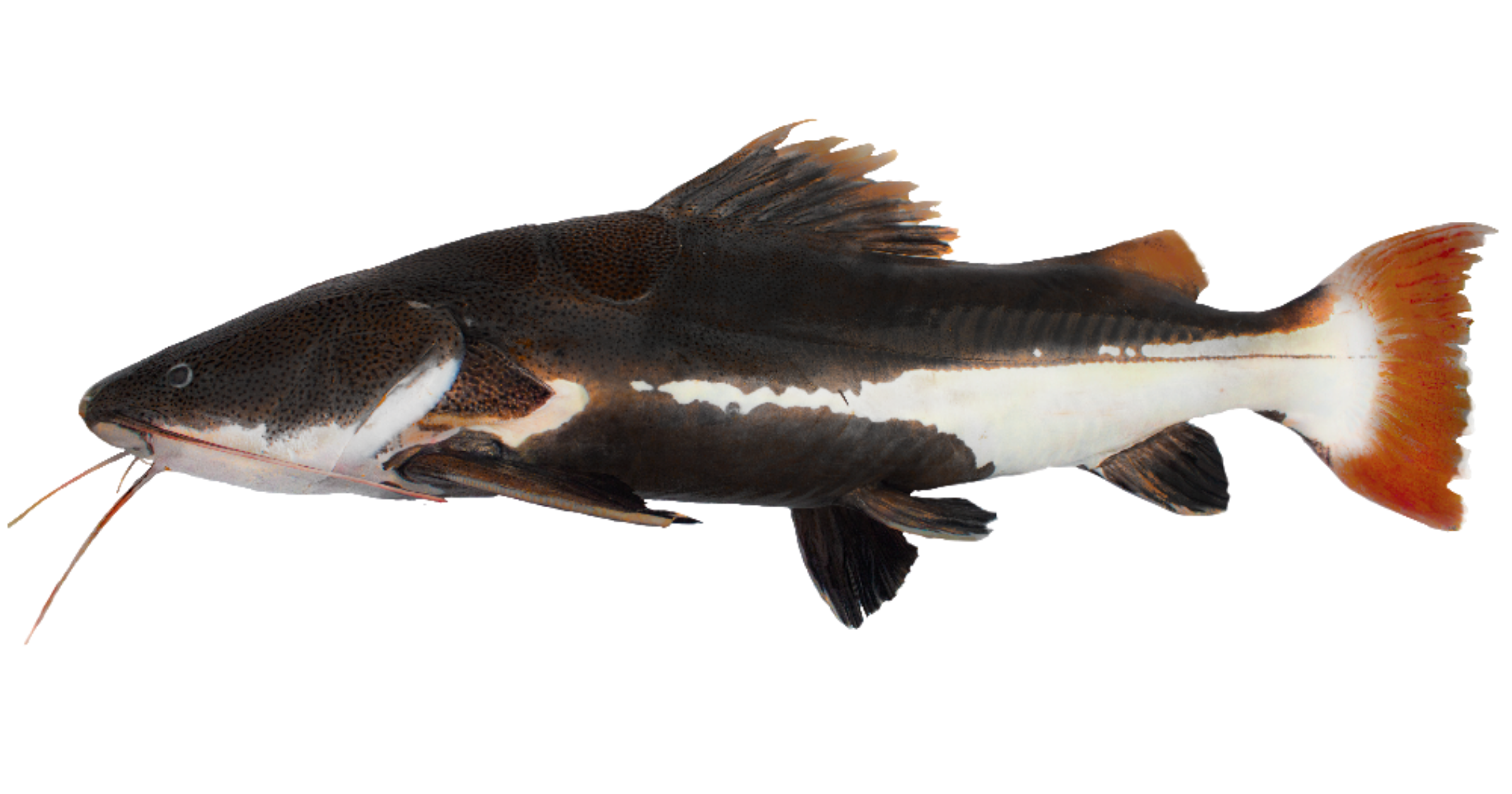 Pirarara