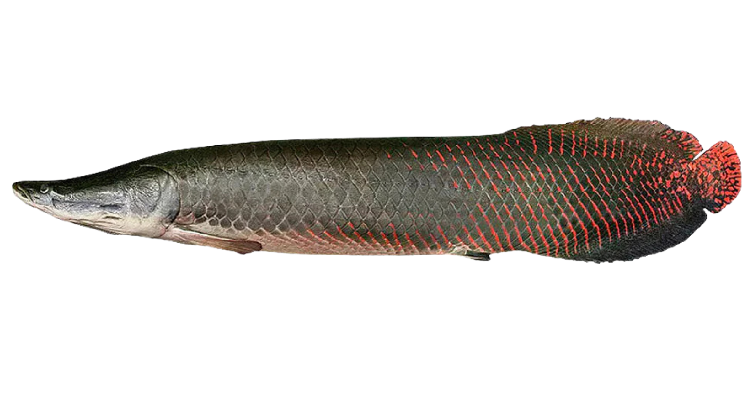 Pirarucu