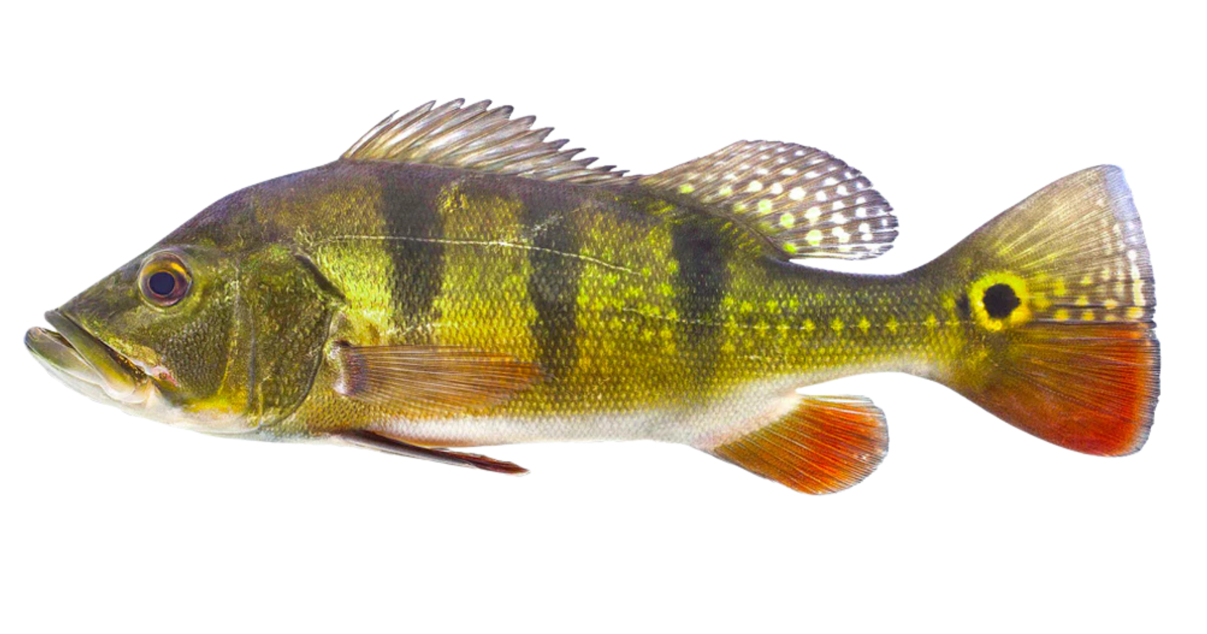 Tucunaré